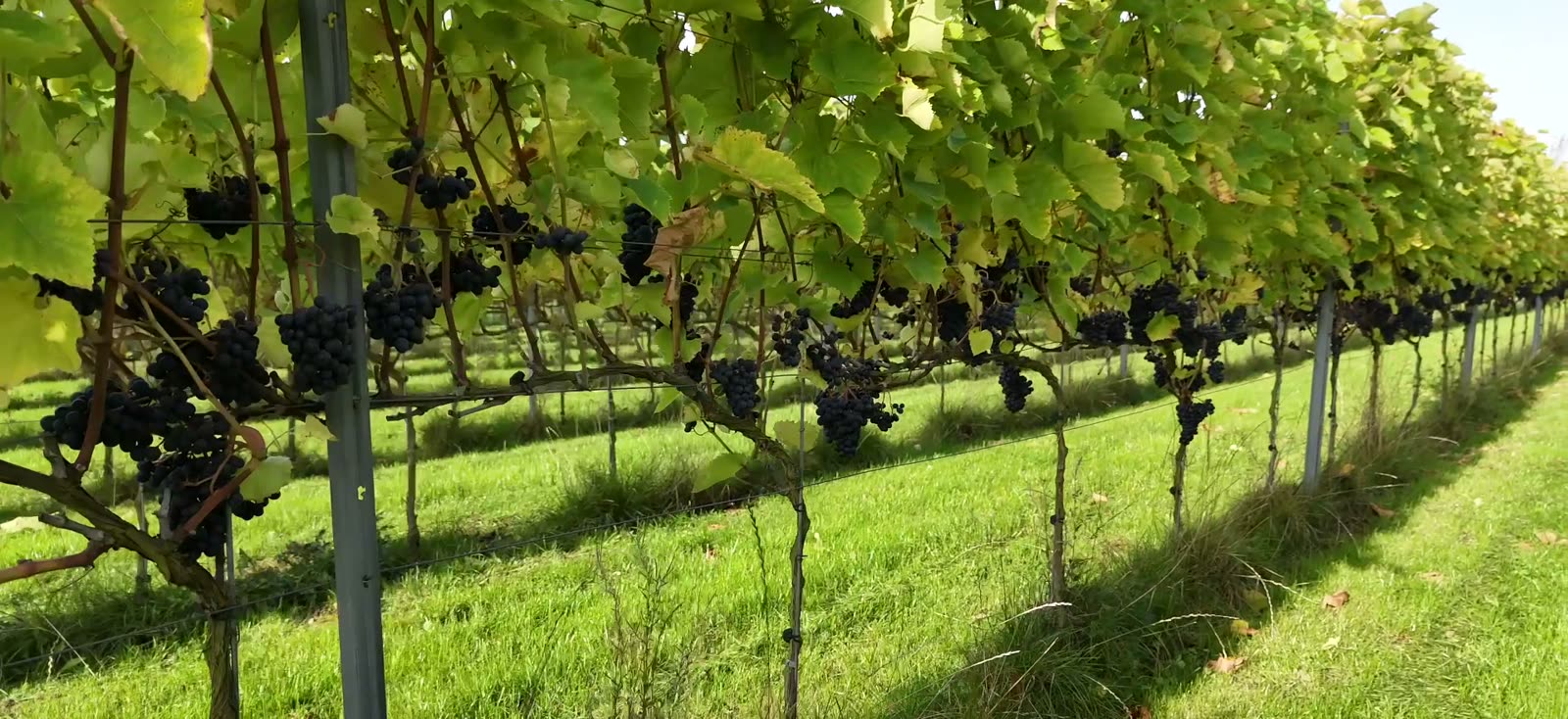 Blå druer på vinstokken i vinmarken